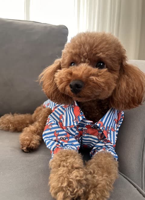 The single photo of a poodle on a sofa used to make this fan cam